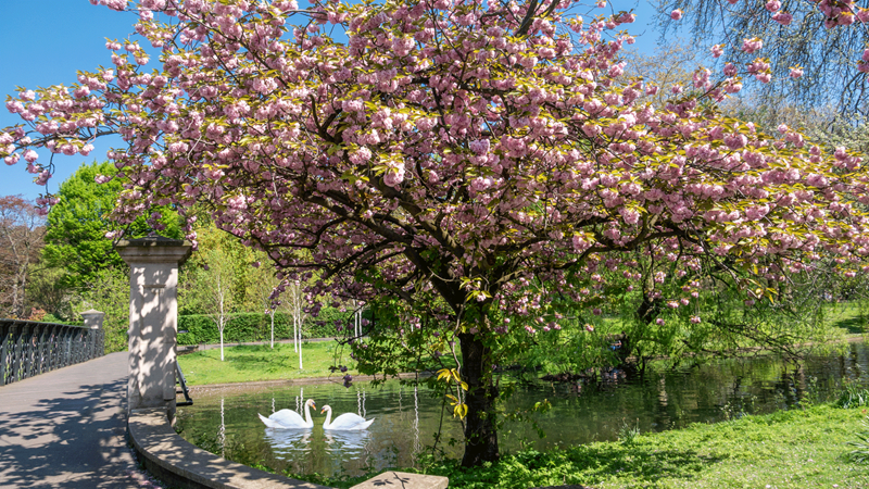 Admire the blossom at Regent's Park and Primrose Hill. Credit: Shutterstock. Image courtesy of Shutterstock. Cherry blossom tree next to Regent's Canal with two swans