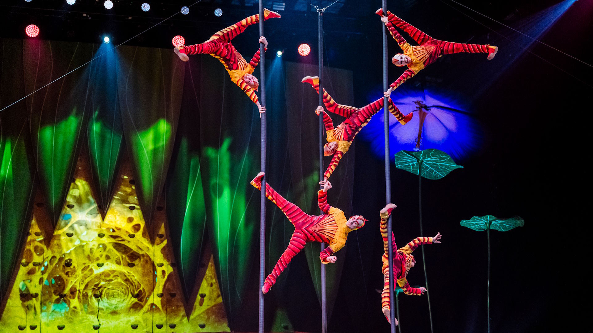 Watch fleas perform acrobatic moves on Chinese poles during Cirque du Soleil's OVO show at the Royal Albert Hall. Photo: Marie-Andrée Lemire. Image courtesy of Cirque du Soleil. Cirque du Soleil performers dressed in flea costumes perform upside-down acrobatics on Chinese poles during a performance of OVO at the Royal Albert Hall.