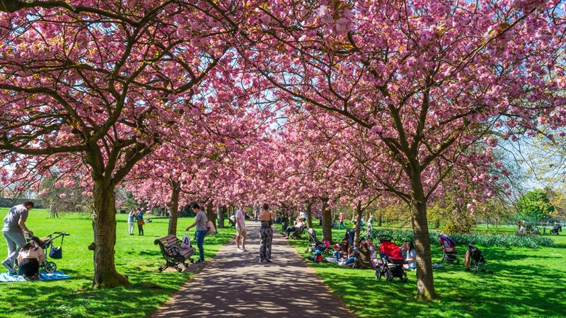 Take photos walking through the avenue of spring blossoms in Greenwich Park. Credit: Shutterstock. Image courtesy of Shutterstock. Avenue of trees in Greenwich Park covered in pink blossom.