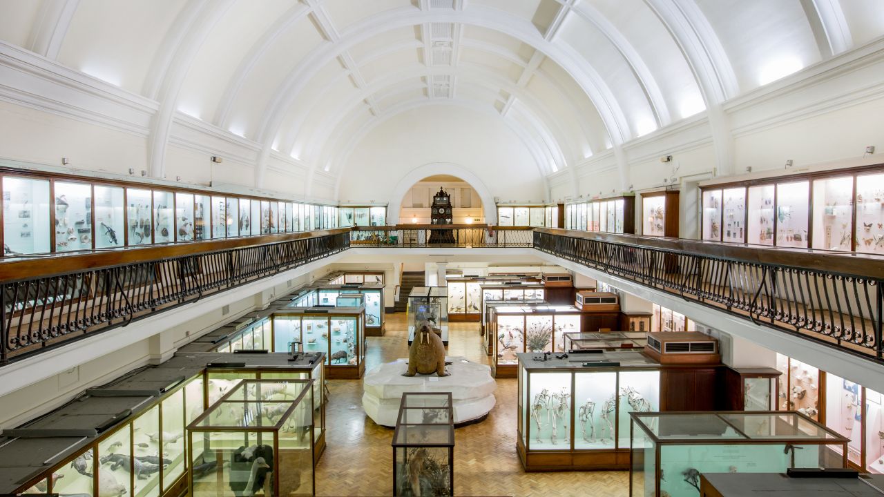Horniman Museum Natural History Gallery. Credit: Sophia Spring. Image courtesy of Horniman Museum and Gardens. Inside the bright natural history gallery featuring stuffed animals including a huge walrus at the Horniman Museum.
