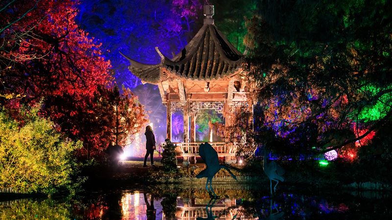 Discover lights, sights and sounds along the light trail at RHS Glow Wisley. Credit: Oliver Dixon. Image courtesy of RHS. A temple sits in the middle of a number of different coloured trees at night.