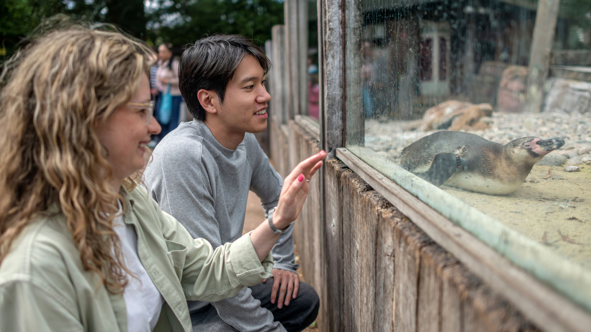 Spot different animal species at London Zoo. Image courtesy of London & Partners/Michael Barrow. A man and woman watch a penguin lying down in its enclosure at London Zoo