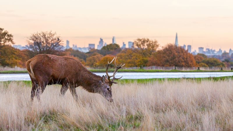 Stroll among deer in Richmond Park. Image courtesy of London & Partners/Jon Reid. A grazing deer in Richmond park with view of London behind it