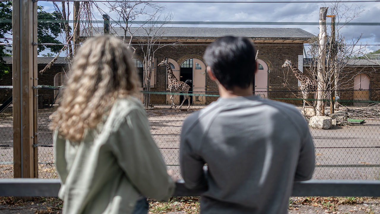 Step into Africa at London Zoo and admire the world's tallest land mammal, the giraffe. © London & Partners/Michael Barrow Two people are admiring giraffes at the London Zoo.