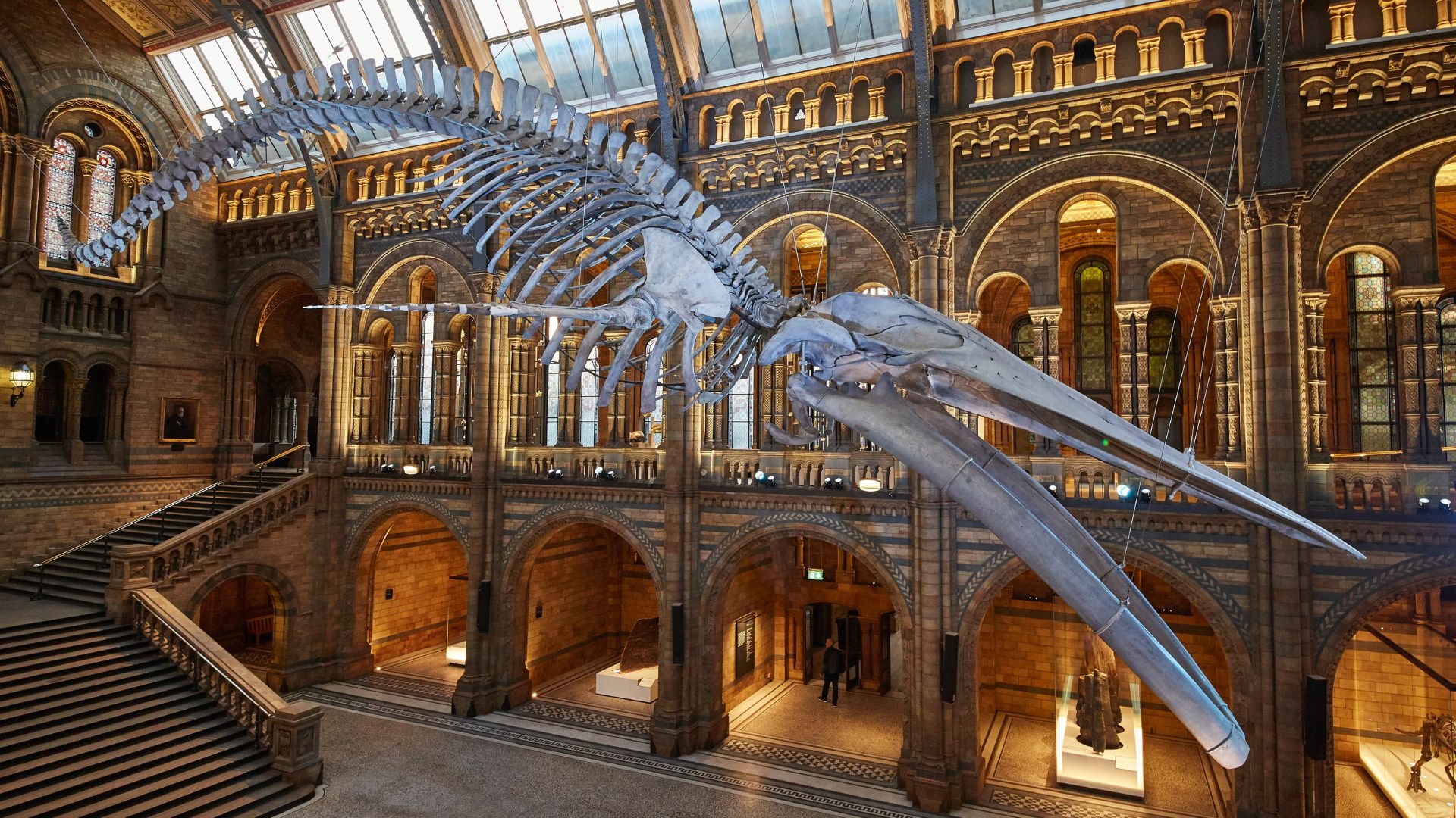 Discover the Blue Whale in Hintze Hall at the Natural History Museum. Photo: Lucie Goodayle. Image courtesy of the Natural History Museum. Blue Whale in Hintze Hall at the Natural History Museum.