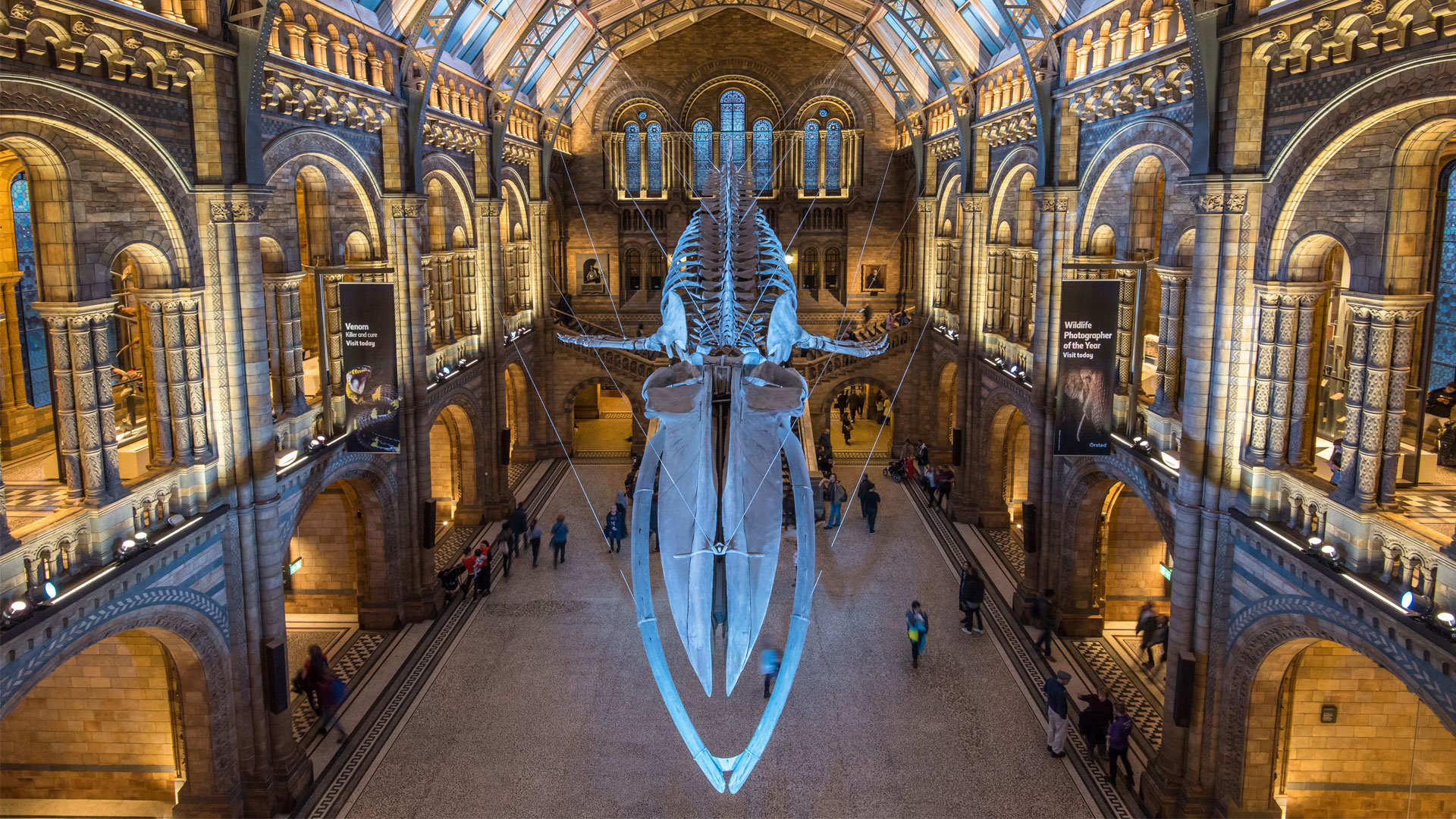 Visit the Natural History Museum in London for free. Image courtesy of Shutterstock. Blue whale skeleton suspended from the air in Hintze Hall at The Natural History Museum.