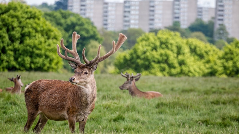 Watch the deers grazing in Richmond Park. Credit: Shutterstock. Image courtesy of Shutterstock. Three deers stood in the green Richmond Park with trees and buildings in the background