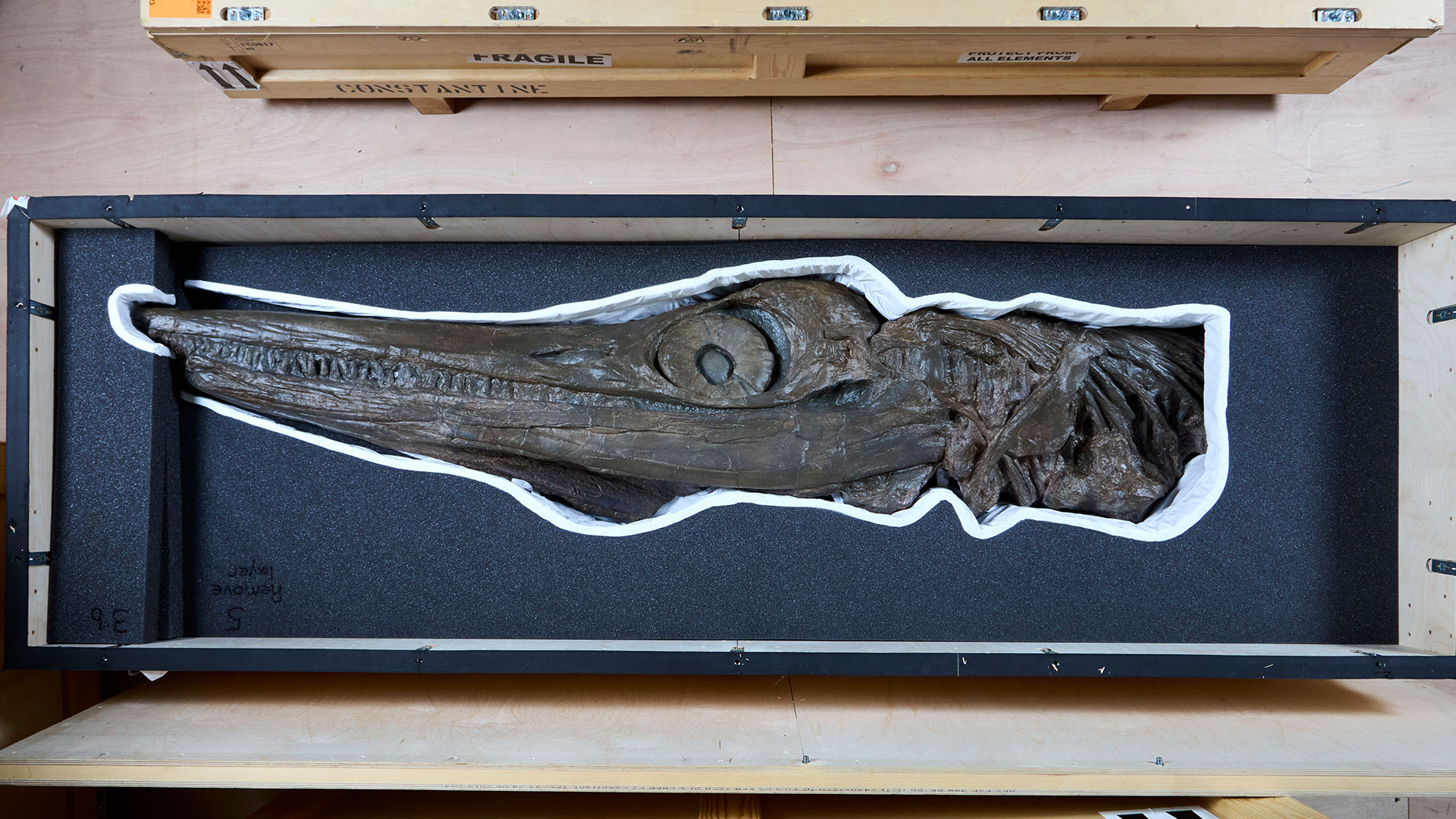 Explore the Natural History Museum's new exhibition, 'Jurassic Oceans: Monsters of the Deep and see fossils of creatures that have never been seen up close before. Photo credit: Trustees of the Natural History Museum, London. This is a photo taken from above of an ichthyosaur skull from the Jurassic Oceans exhibition at the Natural History Museum.