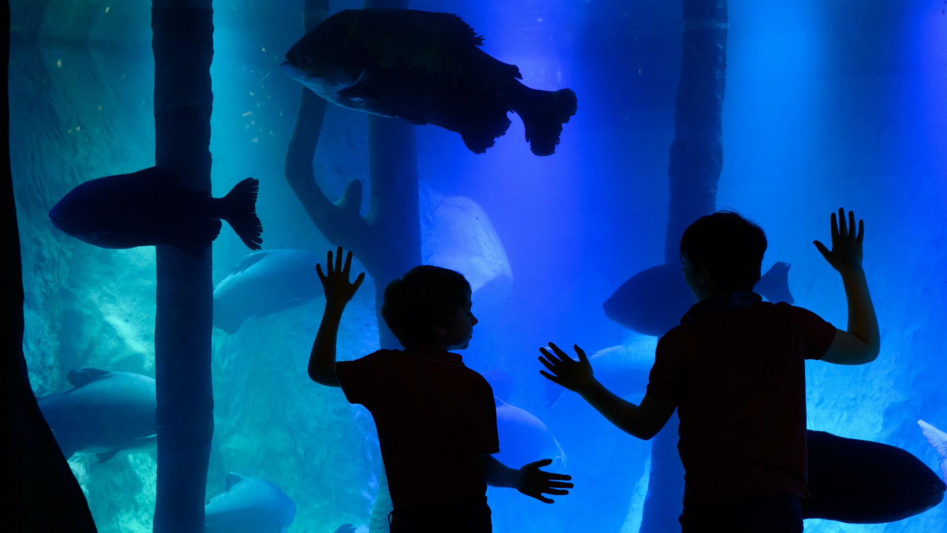 Explore the diverse marine world at SEA LIFE London Aquarium. Image courtesy of SEA LIFE. Image of children in front of fish tank at SEA LIFE London's Rainforest Adventure!